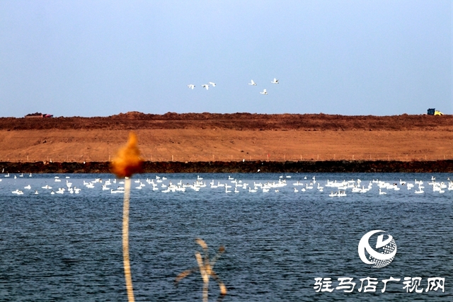 美呆啦！數(shù)千只天鵝到宿鴨湖過冬