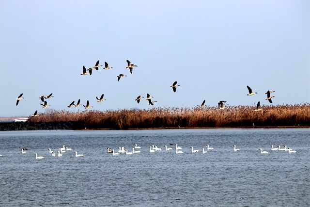 美呆啦！數(shù)千只天鵝到宿鴨湖過冬