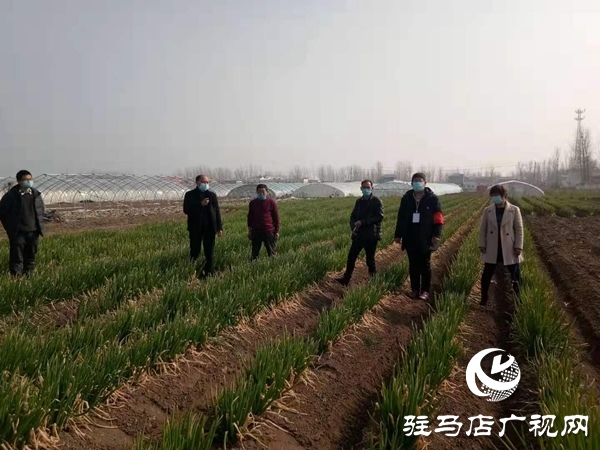 點(diǎn)贊！上蔡縣齊海鄉(xiāng)一村民8畝大蔥免費(fèi)贈(zèng)鄉(xiāng)親