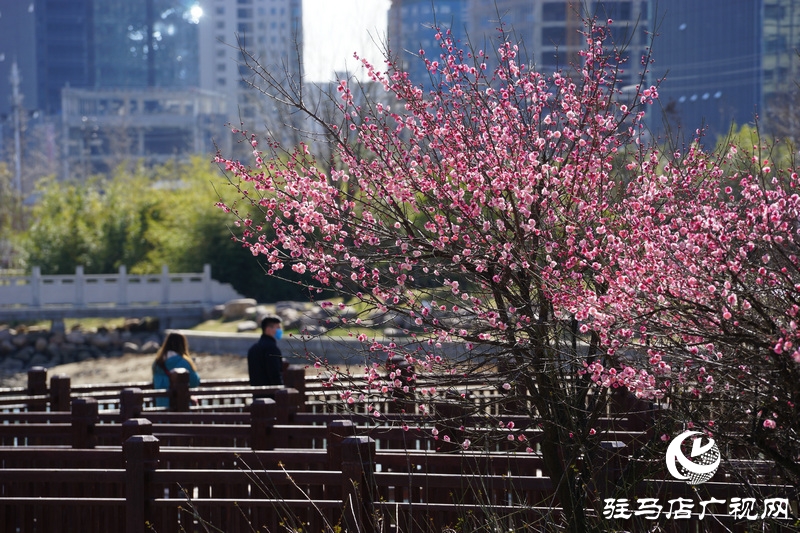 看她的滿城花開  攝影 文字：王向陽(yáng)  歡迎轉(zhuǎn)載，請(qǐng)注明作者出處