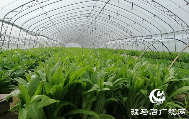 菜農(nóng)蔬菜滯銷  義工&ldquo;搭橋&rdquo;幫忙