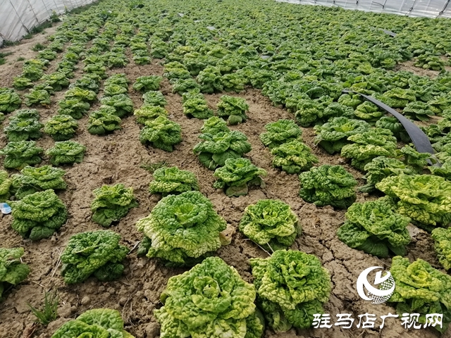 菜農(nóng)蔬菜滯銷  義工&ldquo;搭橋&rdquo;幫忙