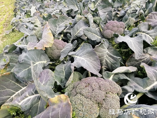 菜農(nóng)蔬菜滯銷  義工&ldquo;搭橋&rdquo;幫忙