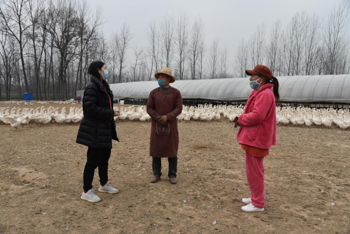 駐村第一書記李佩陽，幫助養(yǎng)鵝大戶度“寒春”