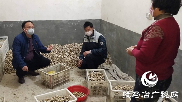 上蔡縣:臨時(shí)黨支部加起了農(nóng)戶與經(jīng)銷商之間的橋梁