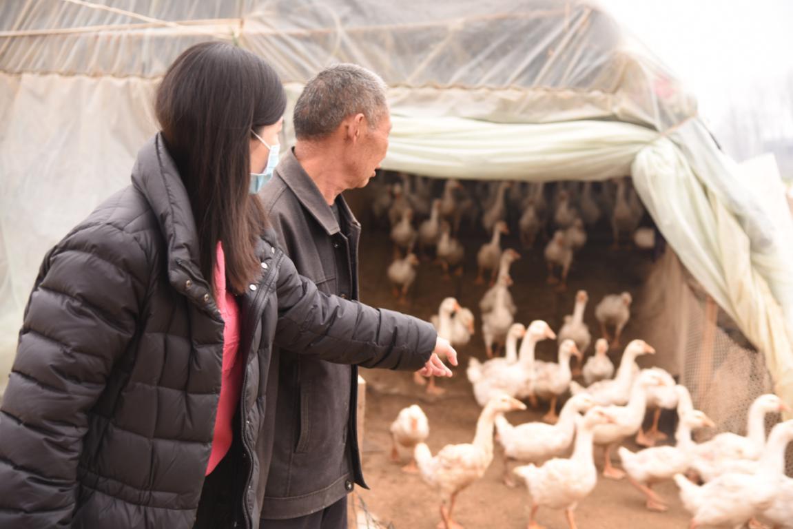 駐村第一書記李佩陽，幫助養(yǎng)鵝大戶度“寒春”