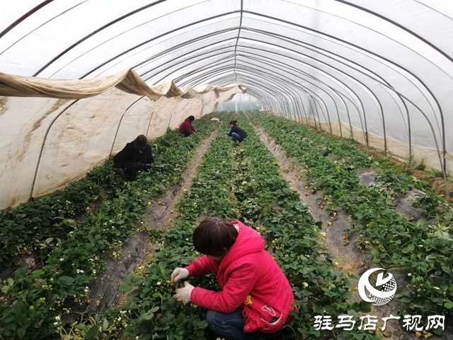 上蔡縣蔡埠口村:提升果品質(zhì)量 服務農(nóng)戶銷售