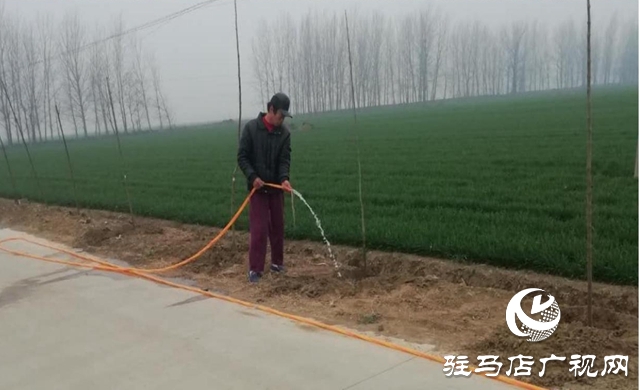 上蔡縣西洪鄉(xiāng):國(guó)土綠化正當(dāng)時(shí) 防疫造林兩不誤