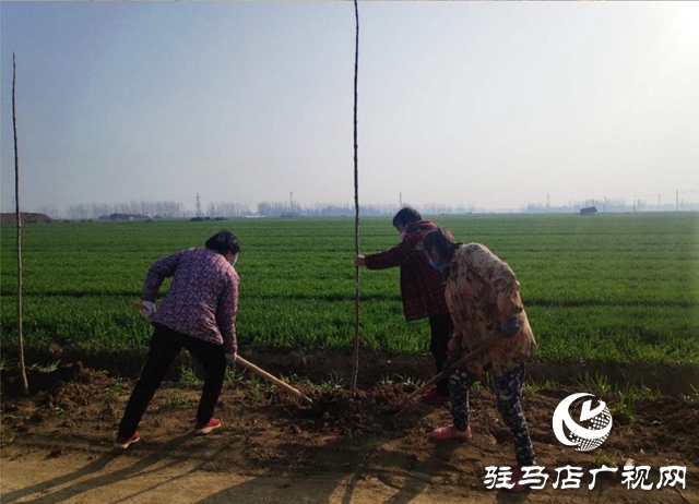 上蔡縣西洪鄉(xiāng):國(guó)土綠化正當(dāng)時(shí) 防疫造林兩不誤