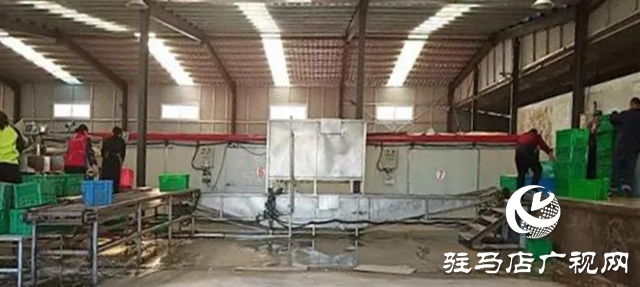 上蔡縣重陽街道:扶貧項(xiàng)目生產(chǎn)忙 穩(wěn)定脫貧有保障