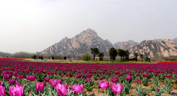 嵖岈山郁金香園3月24日開園迎客 醫(yī)護(hù)工作者可憑有效證件免費(fèi)入園