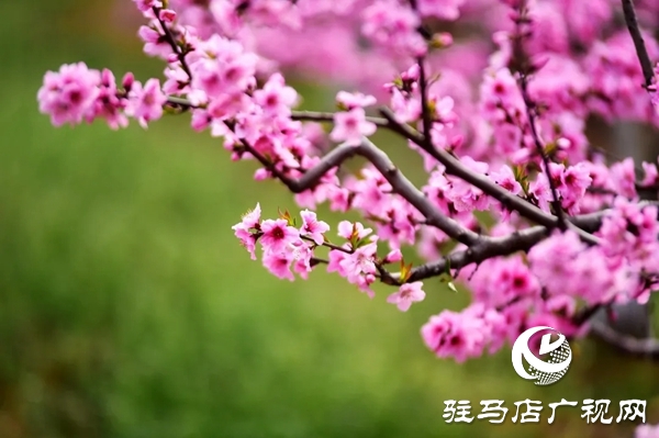 泌陽(yáng)縣馬谷田鎮(zhèn)河南村萬(wàn)畝果園 桃紅梨白花香正漫