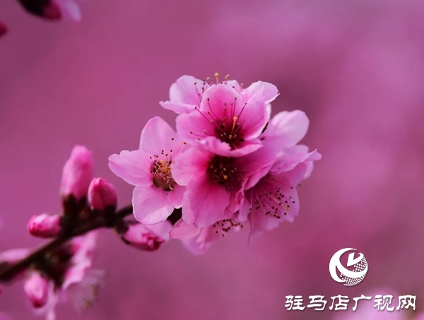 泌陽(yáng)縣馬谷田鎮(zhèn)河南村萬(wàn)畝果園 桃紅梨白花香正漫