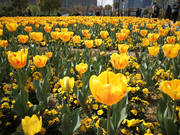 開源公園3萬余株郁金香競(jìng)相綻放