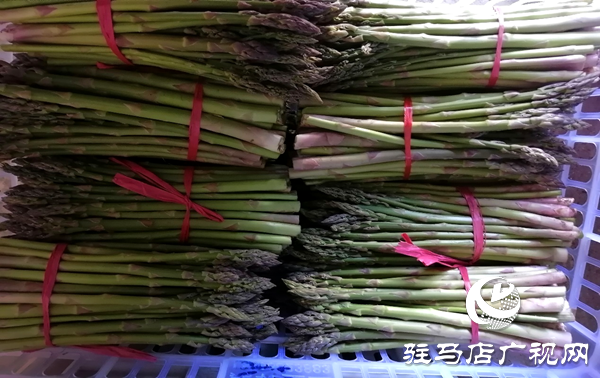 上蔡縣小岳寺鄉(xiāng)多方扶貧伸援手 蘆筍滯銷變直銷