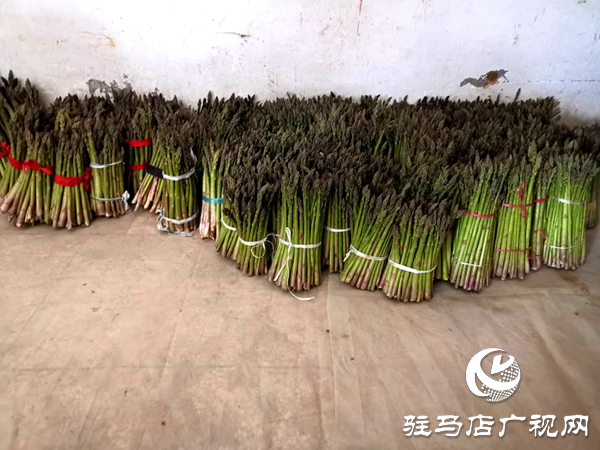 上蔡縣小岳寺鄉(xiāng)多方扶貧伸援手 蘆筍滯銷變直銷