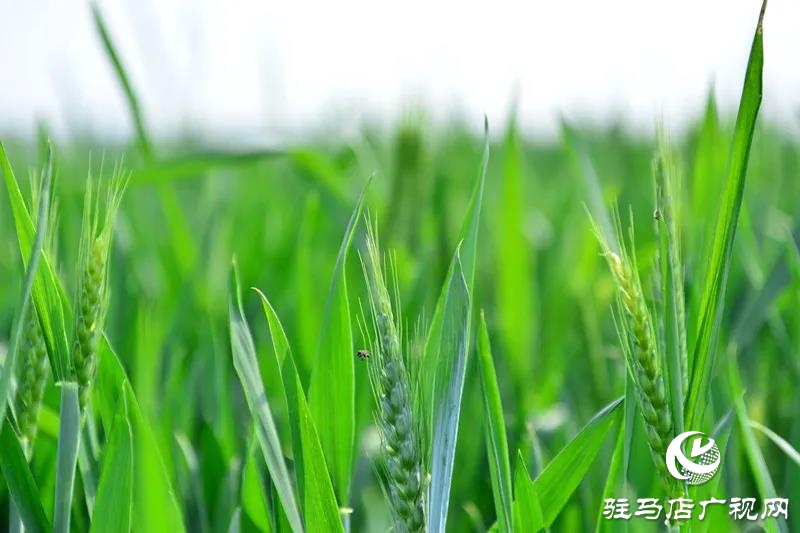 上蔡：春管正當(dāng)時(shí) 田間春播忙