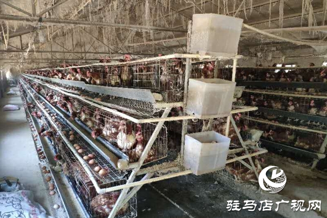 泌陽：&ldquo;致富能人&rdquo;侯忠信養(yǎng)雞鋪就致富路