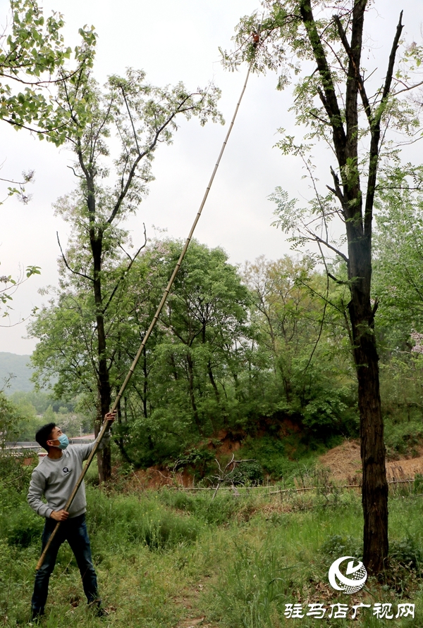 遂平縣槐樹鄉(xiāng)首屆&ldquo;槐花節(jié)&rdquo;吸引20多家企業(yè)參展