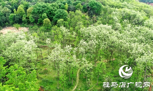 遂平縣槐樹鄉(xiāng)首屆&ldquo;槐花節(jié)&rdquo;吸引20多家企業(yè)參展