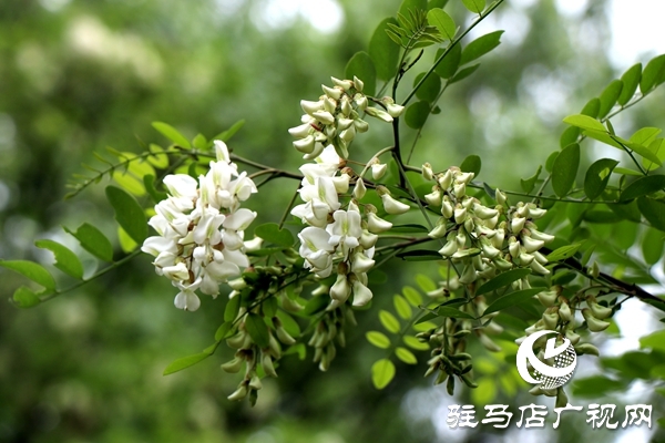 遂平縣槐樹鄉(xiāng)首屆&ldquo;槐花節(jié)&rdquo;吸引20多家企業(yè)參展