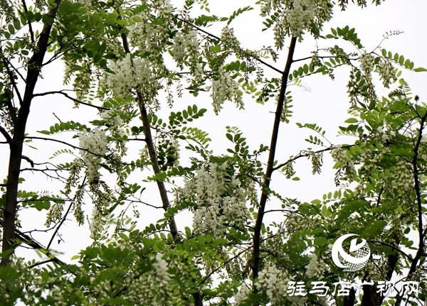 遂平縣槐樹鄉(xiāng)首屆&ldquo;槐花節(jié)&rdquo;吸引20多家企業(yè)參展