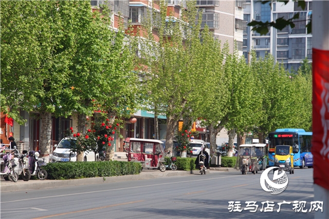 駐馬店:月季花開美如畫 人間最美四月天