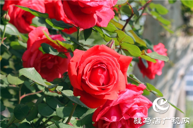 駐馬店:月季花開美如畫 人間最美四月天