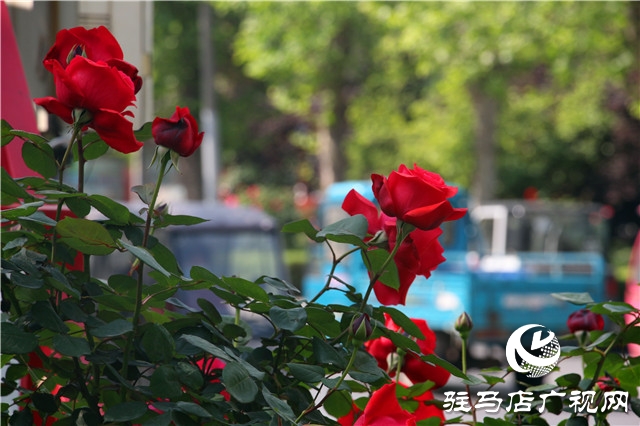 駐馬店:月季花開美如畫 人間最美四月天