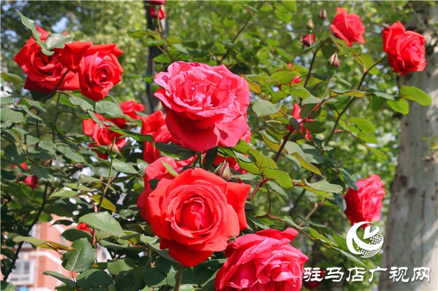 駐馬店:月季花開美如畫 人間最美四月天