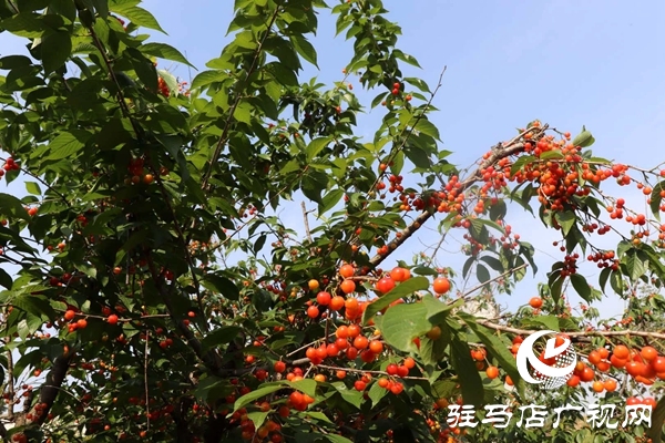 泌陽: 櫻桃富民靚鄉(xiāng)村