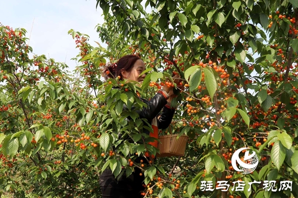 泌陽: 櫻桃富民靚鄉(xiāng)村