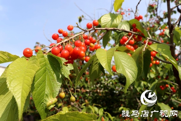 泌陽: 櫻桃富民靚鄉(xiāng)村