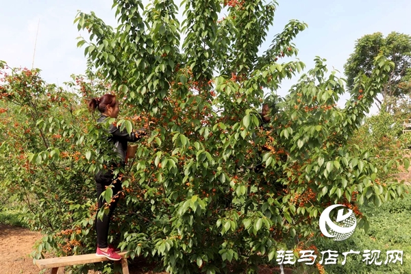 泌陽: 櫻桃富民靚鄉(xiāng)村