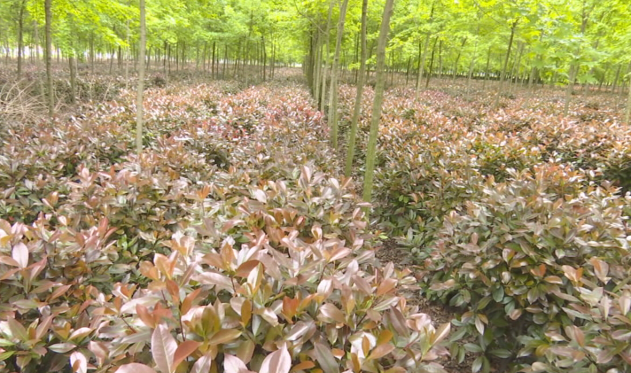 幫幫他吧！上蔡縣70畝紅葉石楠滯銷，種植戶發(fā)愁……