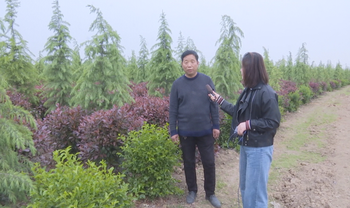 幫幫他吧！上蔡縣70畝紅葉石楠滯銷，種植戶發(fā)愁……