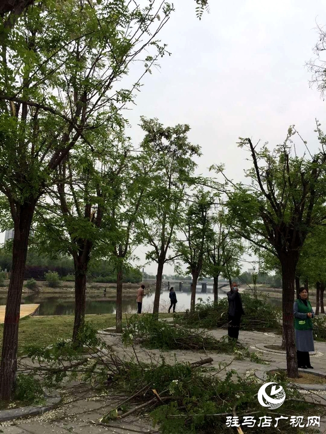  槐花才飄香 慘遭&ldquo;摧花手&rdquo;