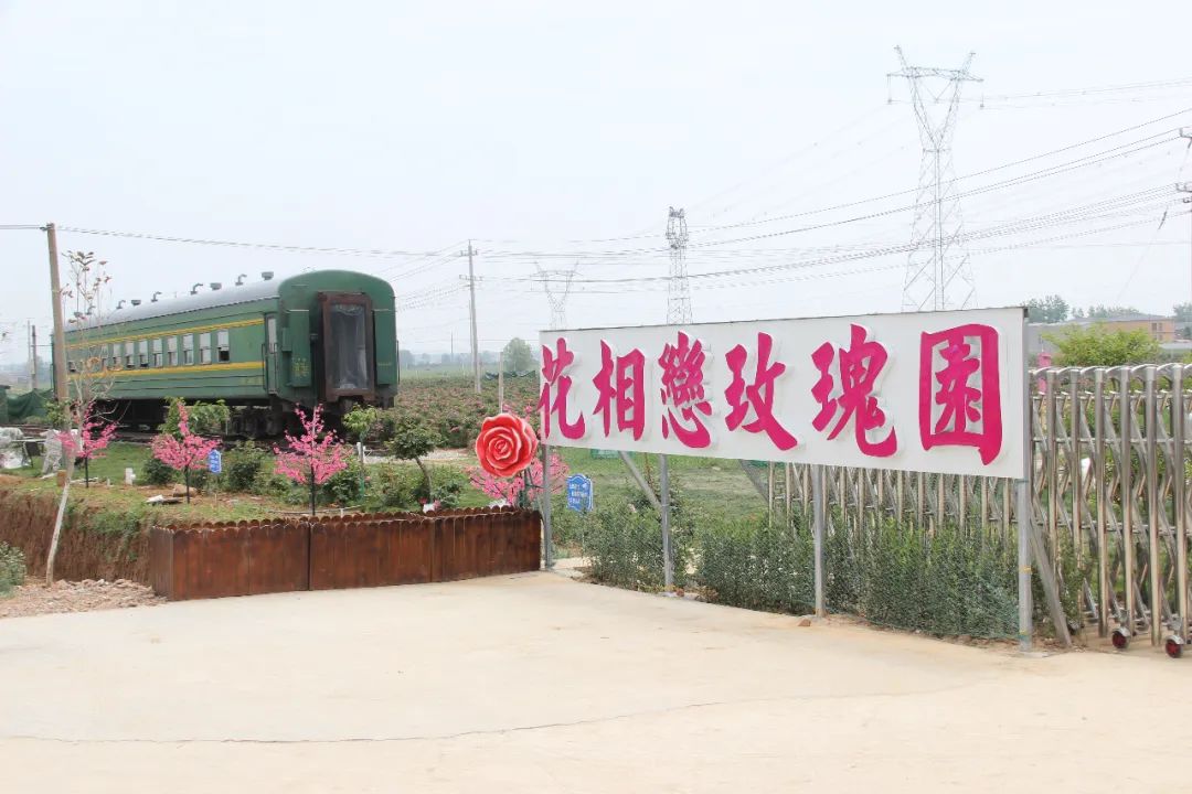 駐馬店有個籽粒村，玫瑰花開幸福來&hellip;&hellip;