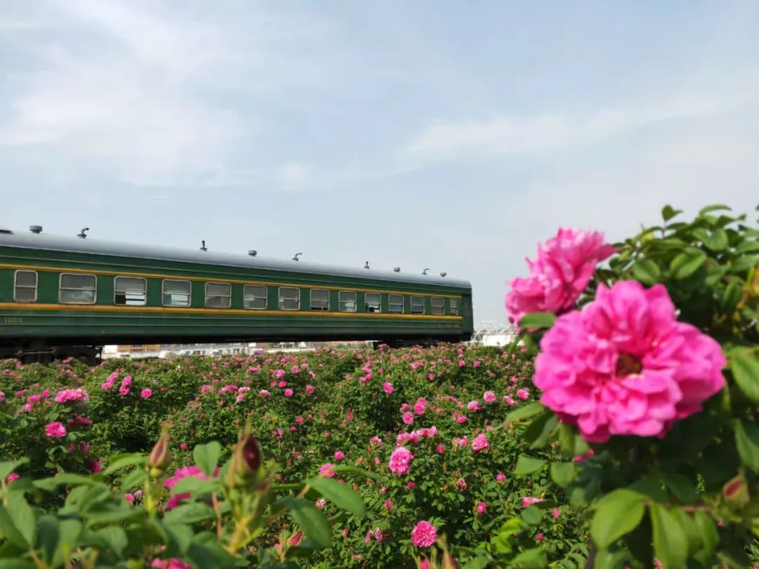 駐馬店有個籽粒村，玫瑰花開幸福來&hellip;&hellip;