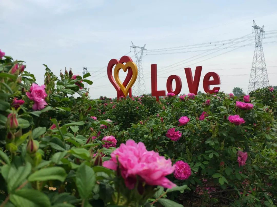 駐馬店有個籽粒村，玫瑰花開幸福來&hellip;&hellip;