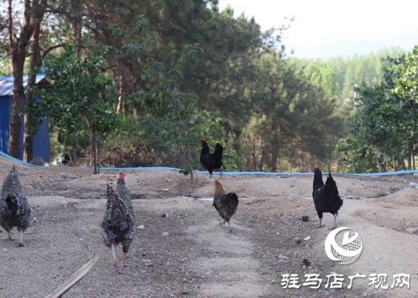 泌陽：農(nóng)林合作社富了村民 美了鄉(xiāng)村