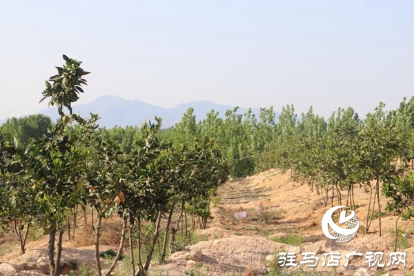 泌陽：農(nóng)林合作社富了村民 美了鄉(xiāng)村