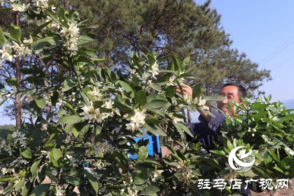 泌陽：農(nóng)林合作社富了村民 美了鄉(xiāng)村