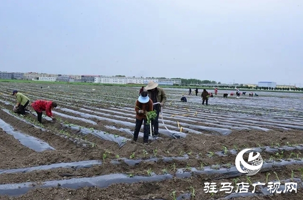 上蔡縣班閆村:產(chǎn)業(yè)發(fā)展“敲開(kāi)”群眾脫貧致富之門(mén)