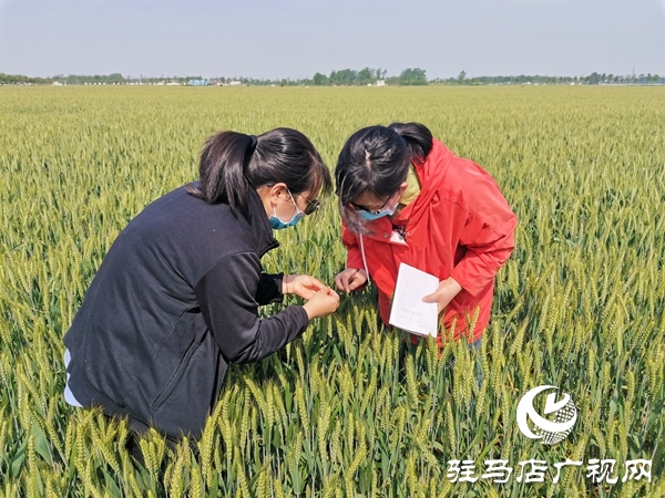 正陽(yáng)：150萬(wàn)畝冬小麥進(jìn)入灌漿期 農(nóng)氣專家地頭開(kāi)防治“藥方”