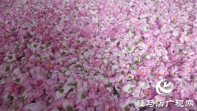 泌陽縣王店鎮(zhèn)：美麗&ldquo;香&rdquo;村聞名四方成為旅游網(wǎng)紅打卡地