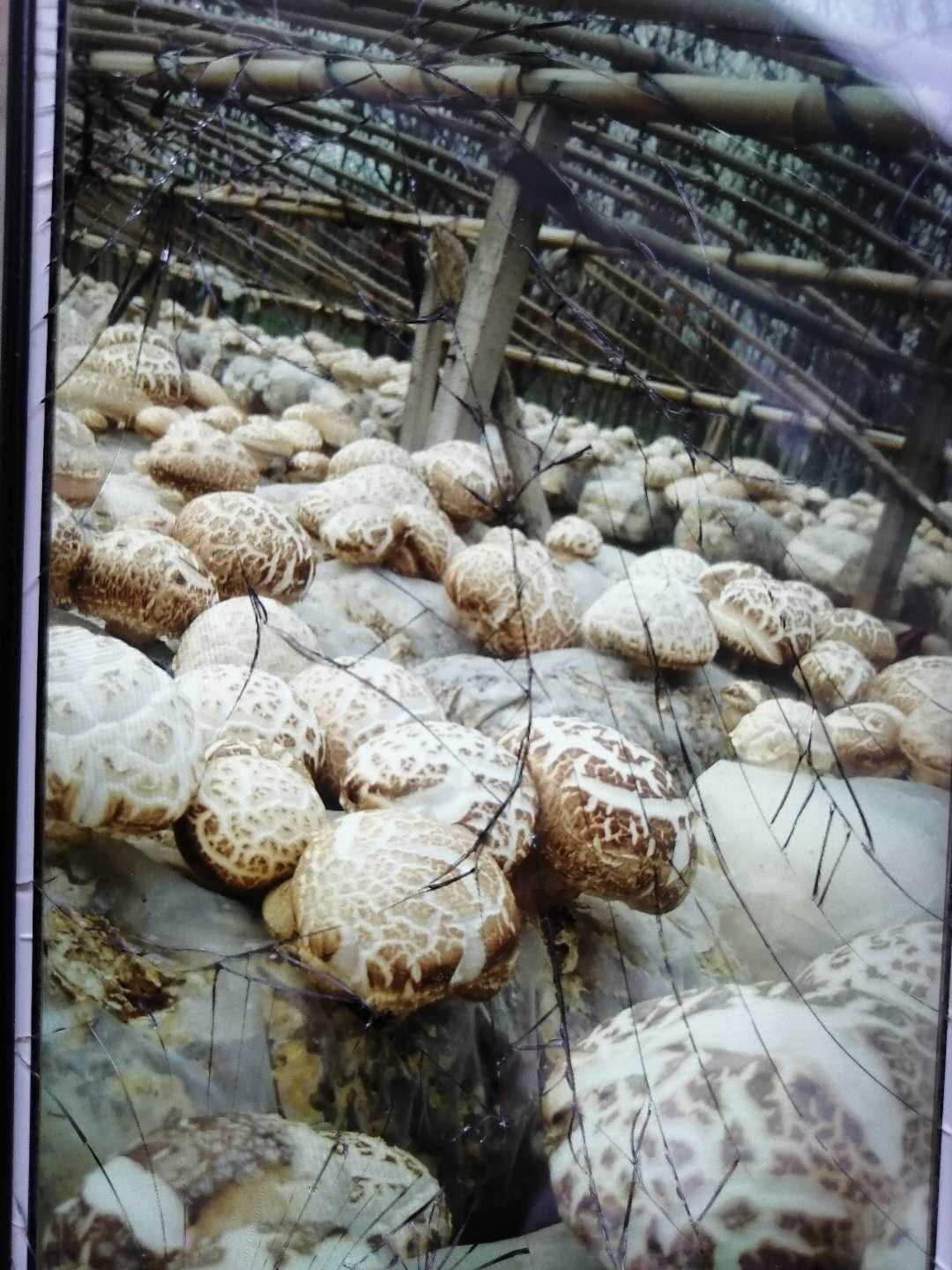 三戶莊，香菇敲開致富門……