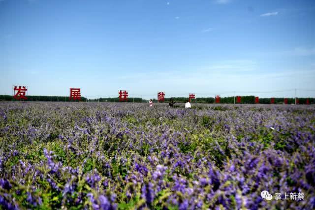 快去打卡!駐馬店這里有個7000多畝的紫色花海，美翻了