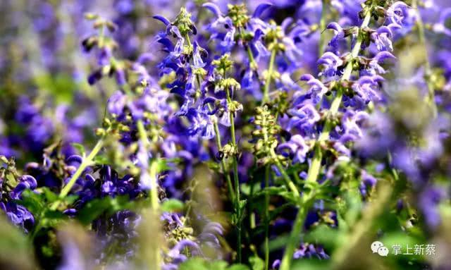 快去打卡!駐馬店這里有個7000多畝的紫色花海，美翻了