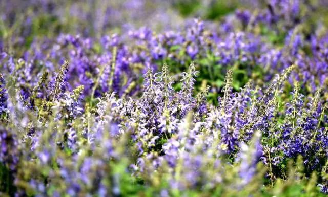快去打卡!駐馬店這里有個7000多畝的紫色花海，美翻了